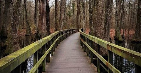 boardwalk - individual psychotherapy by Susan Sims, Tampa Florida Conselor